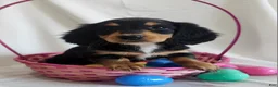 Miniature Dachshund dogs for sale: Leah  - Ad 5