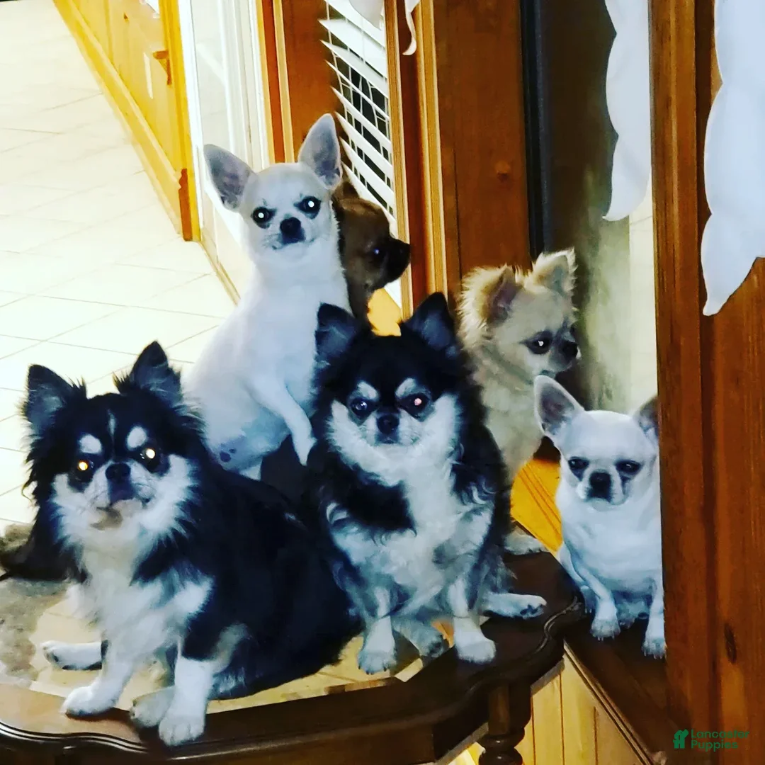 Gallery Image {{count}}