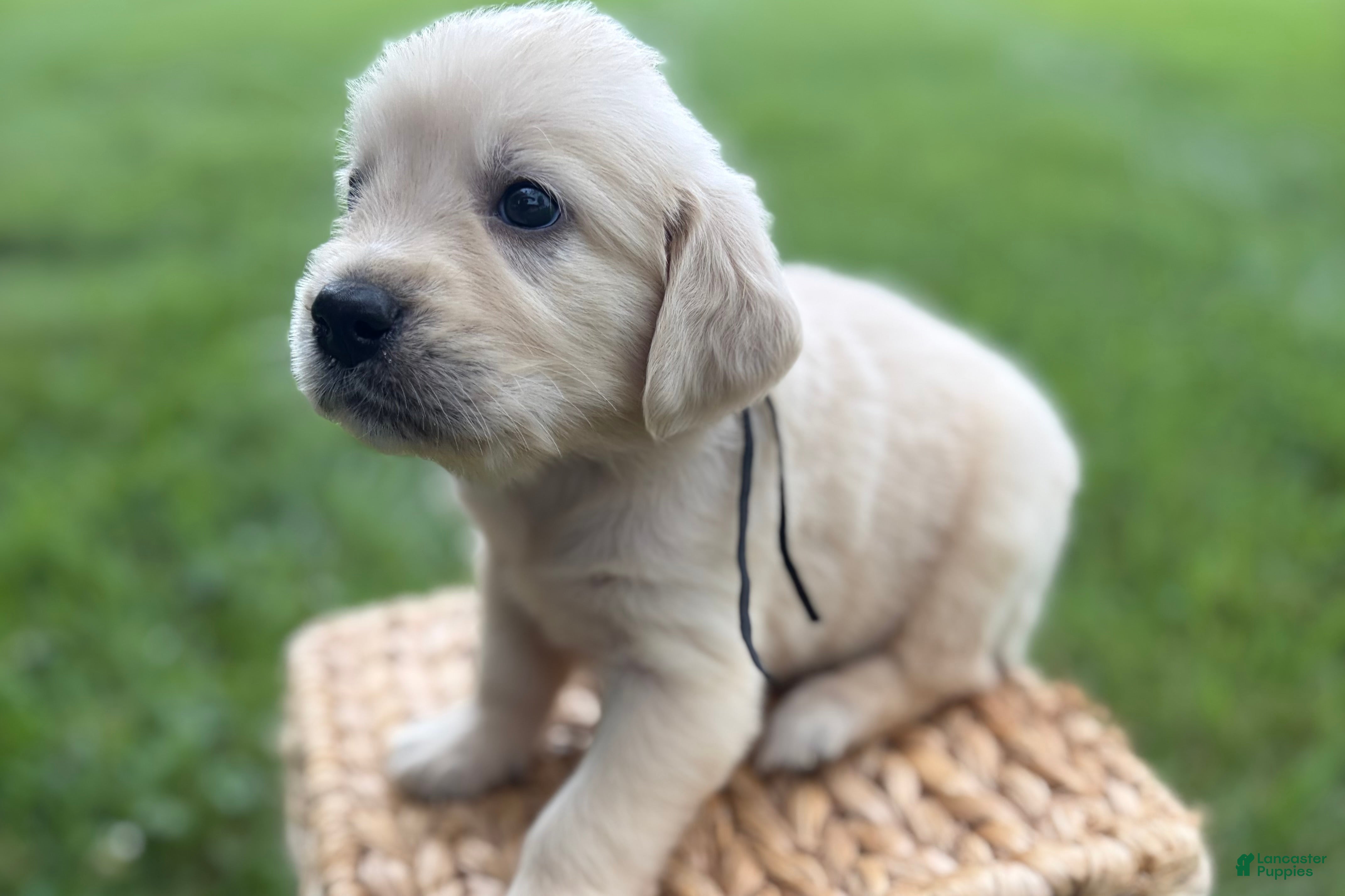 Golden Retriever dogs Black - Ad 2