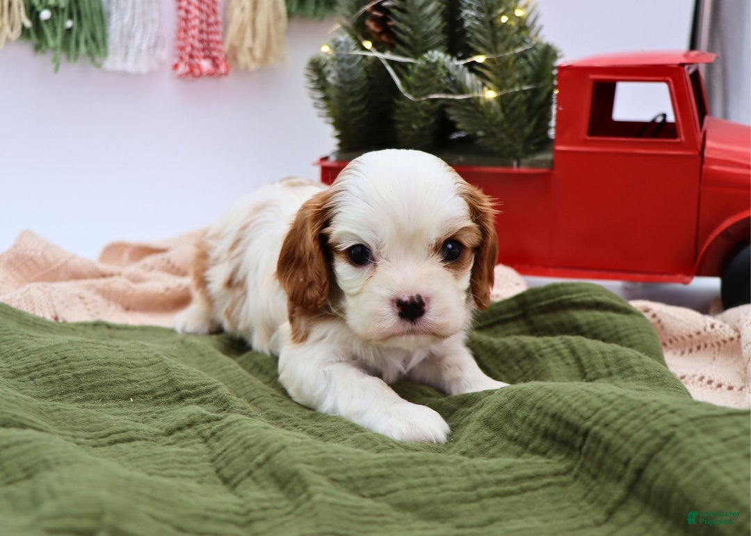Cavalier King Charles Spaniel dogs for sale: Mack - Ad 4