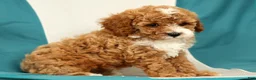 Cavapoo dogs for sale: Maggie - Ad 9