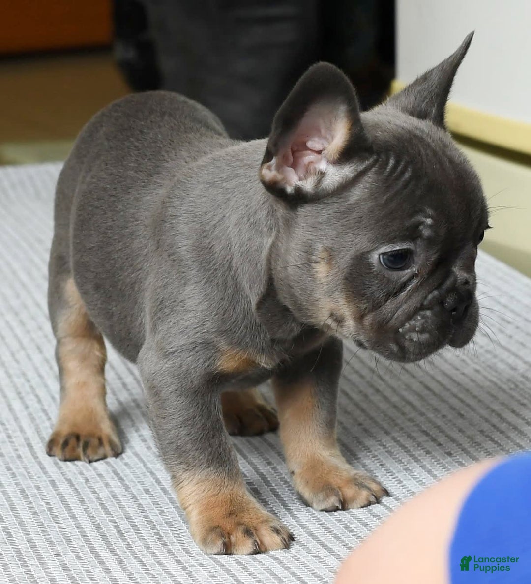 French Bulldog dogs for sale: Shawn - Ad 6