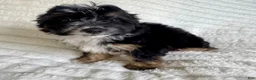 Mixed Breed dogs for sale: jake  - Ad 4