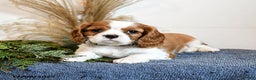 Cavalier King Charles Spaniel dogs for sale: Buddy - Ad 3