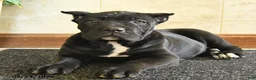 Cane Corso dogs for sale: Yeager - Ad 4
