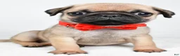 Pug dogs for sale: Axel - Ad 4