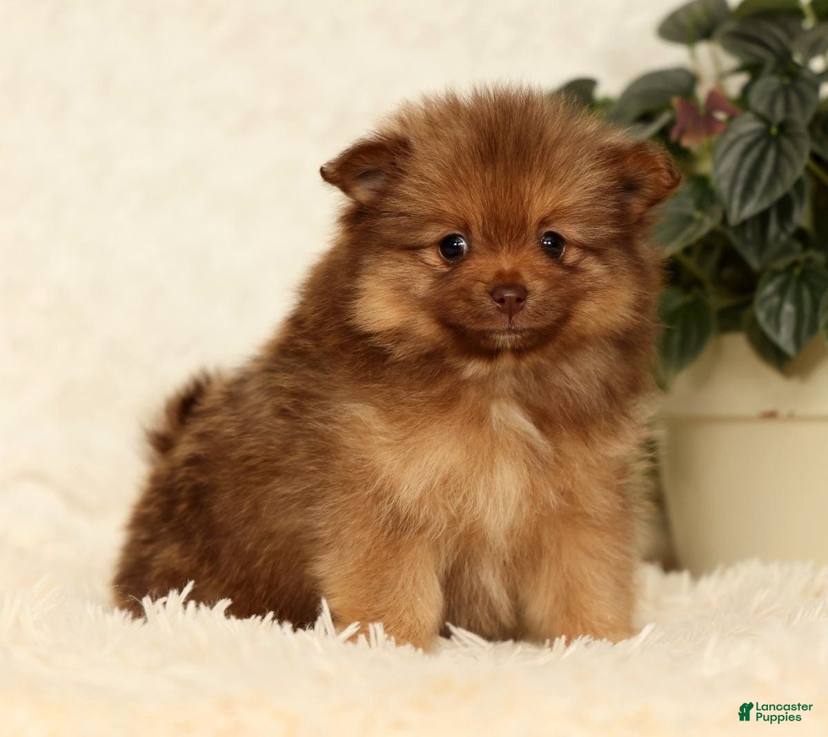Pomeranian dogs Nutmeg - Ad 2