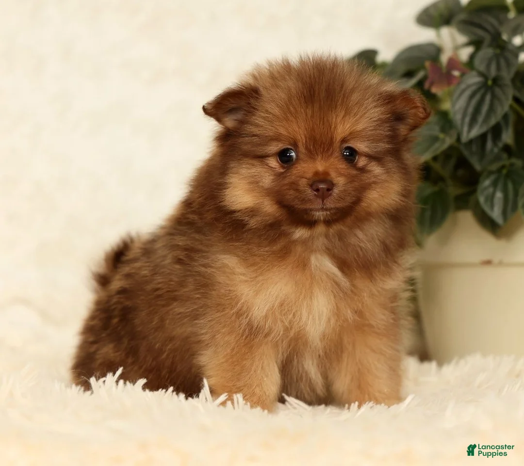 Pomeranian dogs for sale: Nutmeg - Ad 2