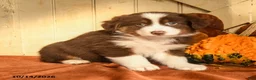 Australian Shepherd dogs for sale: Scarlett - Ad 5