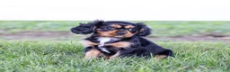 Cavalier King Charles Spaniel dogs for sale: Butch - Ad 5