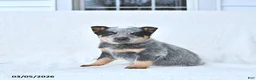 Australian Cattle Dog dogs for sale: Dexter - Ad 1