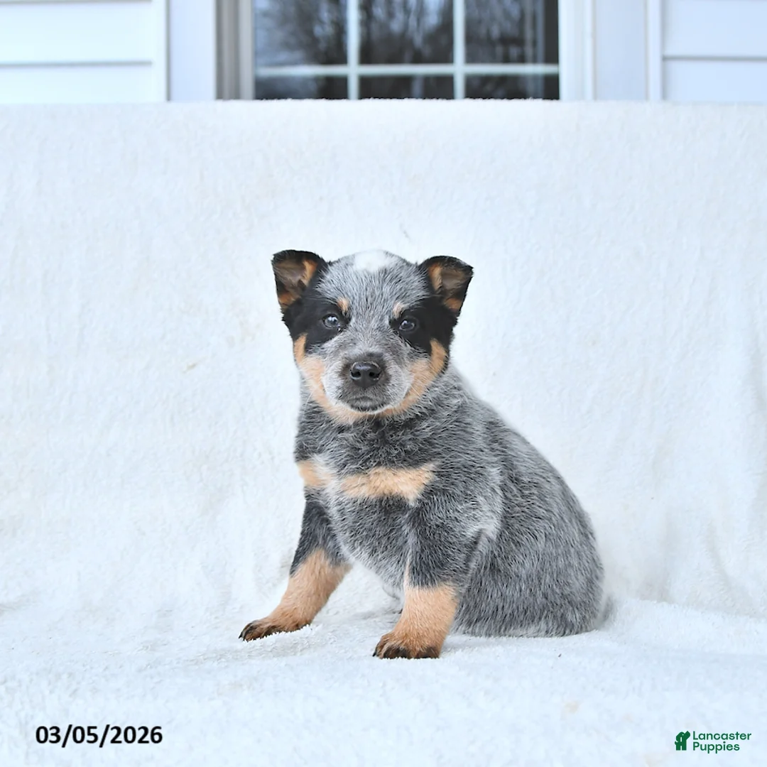 Australian Cattle Dog dogs for sale: Dexter - Ad 1