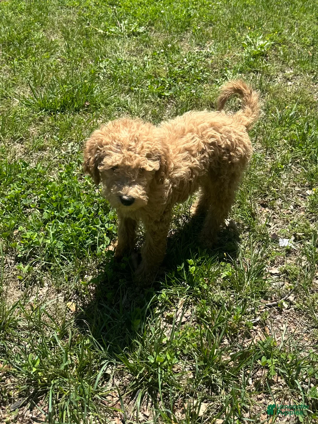 Goldendoodle dogs for sale: Mango - Ad 2