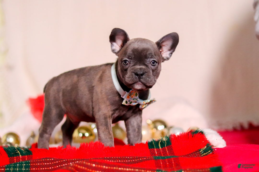 Mixed Breed dogs for sale: Rocky - Ad 5