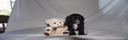 Mixed Breed dogs for sale: Fifi - Ad 1