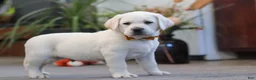 Labrador Retriever dogs for sale: Silas - Ad 5
