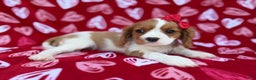 Cavalier King Charles Spaniel dogs for sale: Noel - Ad 6