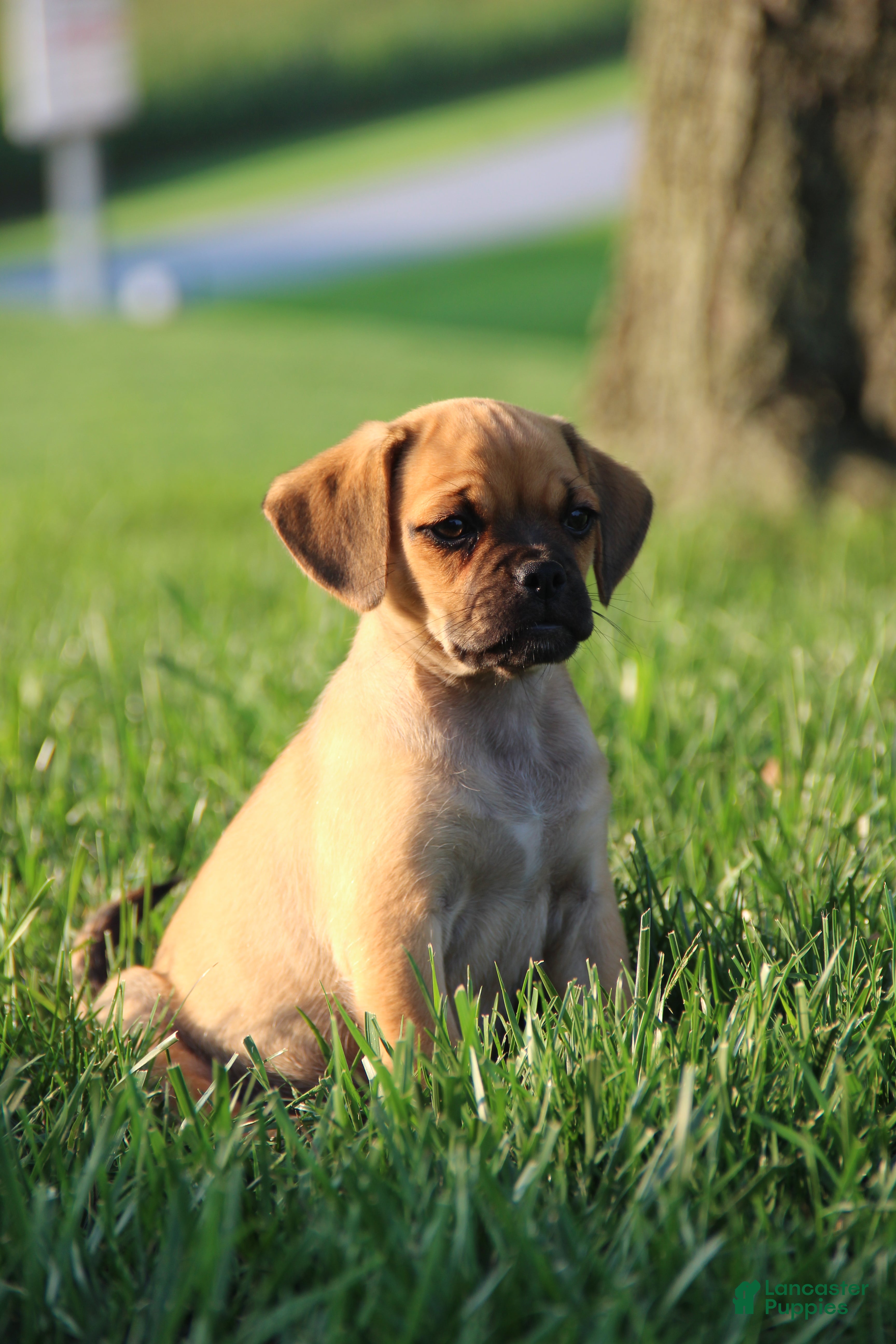 Puggle dogs Liberty - Ad 2