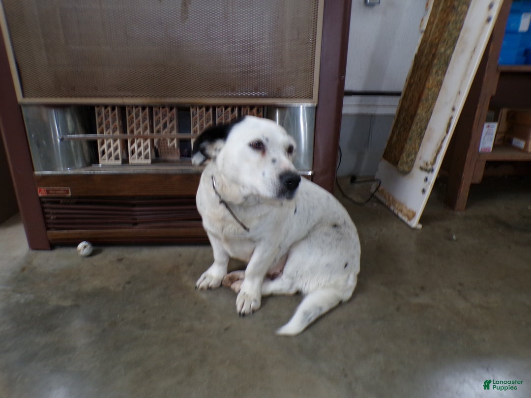 Mixed Breed dogs for sale: Mixed Breed Puppy 1 Trixie - Ad 3