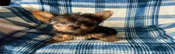 Yorkshire Terrier dogs for sale: Scotty-Yorkshire Terrier 2 - Ad 6