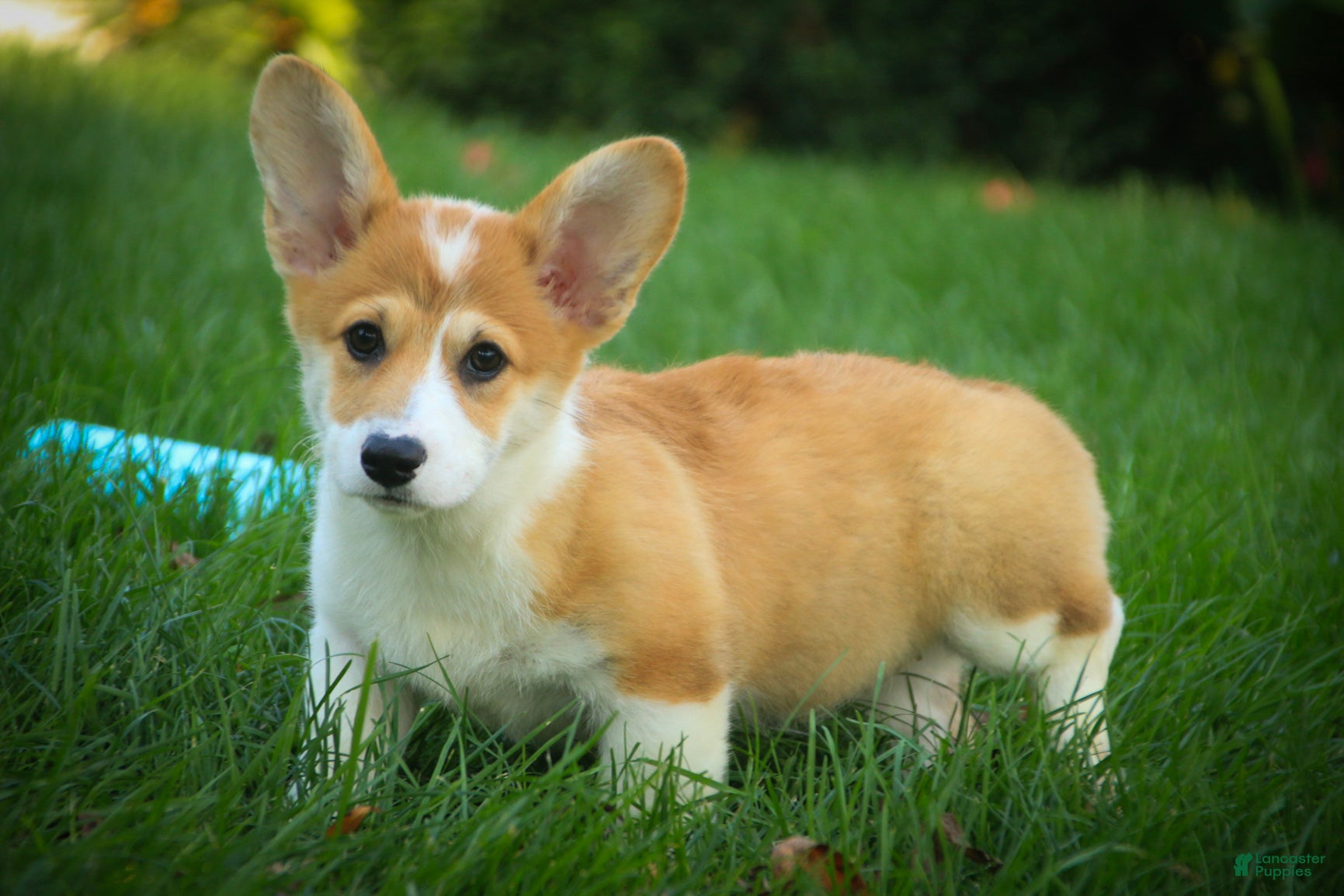 Welsh Corgi Pembroke dogs Mila Welsh Corgi Pembroke  - Ad 2