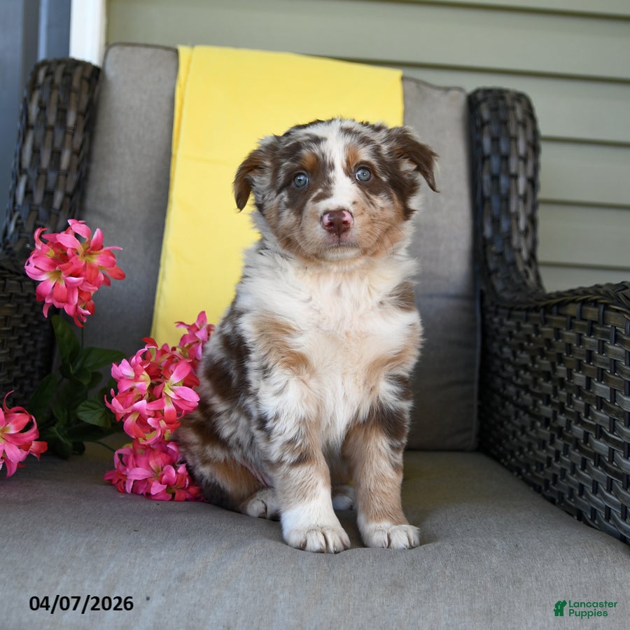 Australian Shepherd dogs River - Ad 1