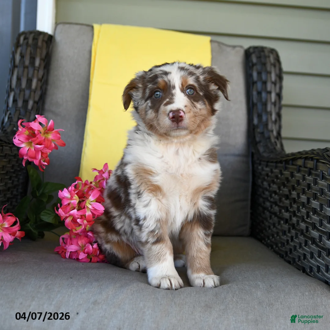 Australian Shepherd dogs for sale: River - Ad 1