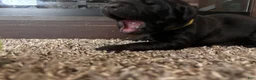 Mixed Breed dogs for sale: Raye - Ad 3