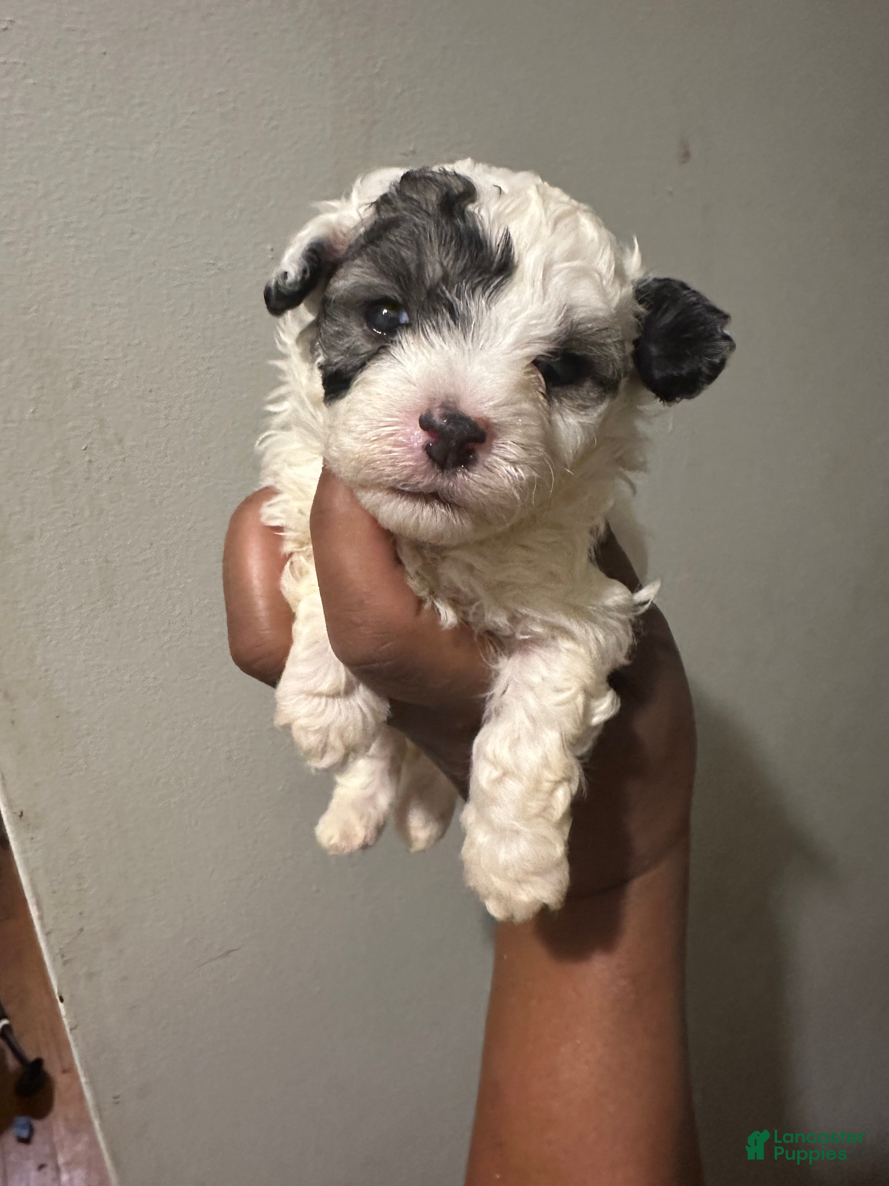 Maltipoo dogs parti maltipoo - Ad 3