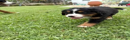 Bernese Mountain Dog dogs for sale: Bernese Mountain Dog 1 - Ad 36