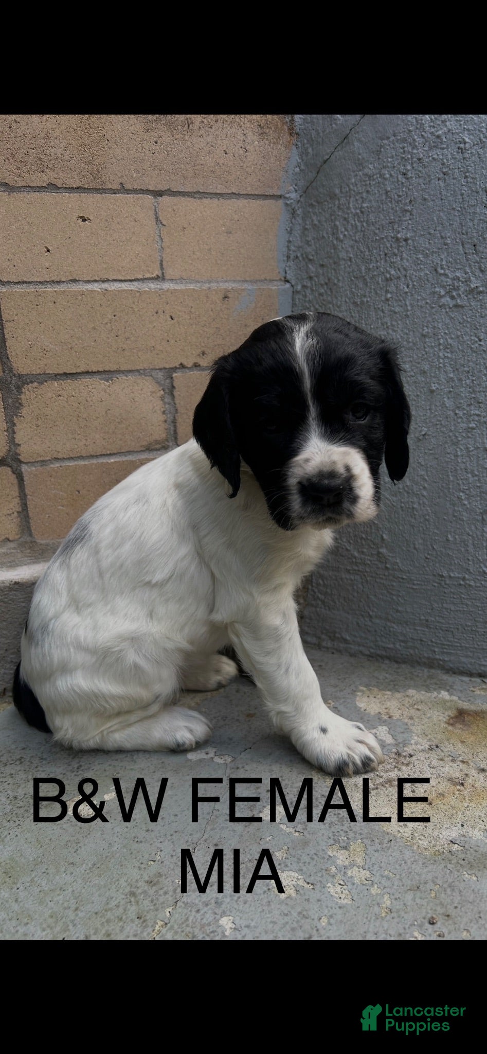 English Springer Spaniel dogs English Springer Spaniel 2 - Ad 2