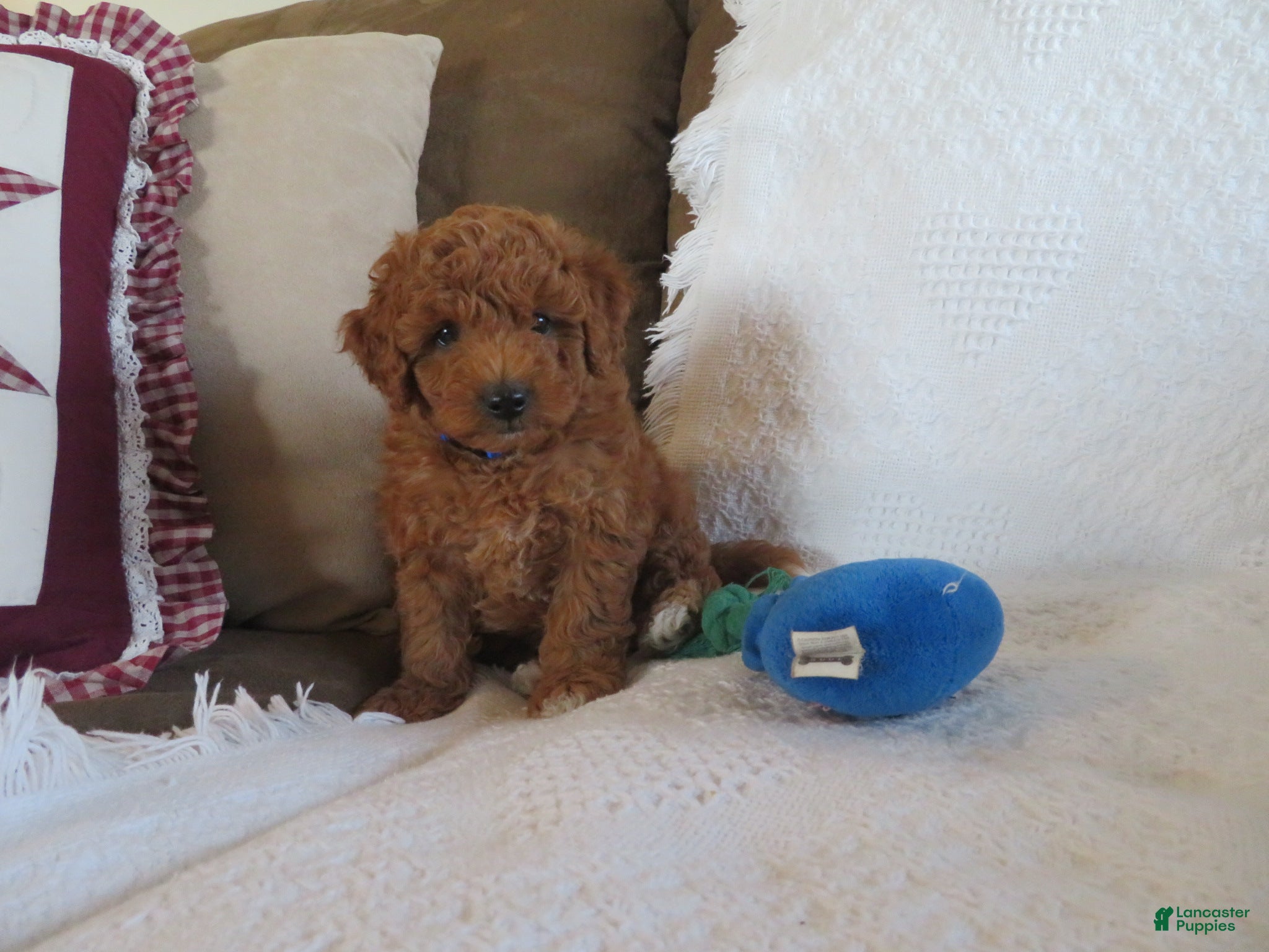Cavapoo dogs Mocha - Ad 1