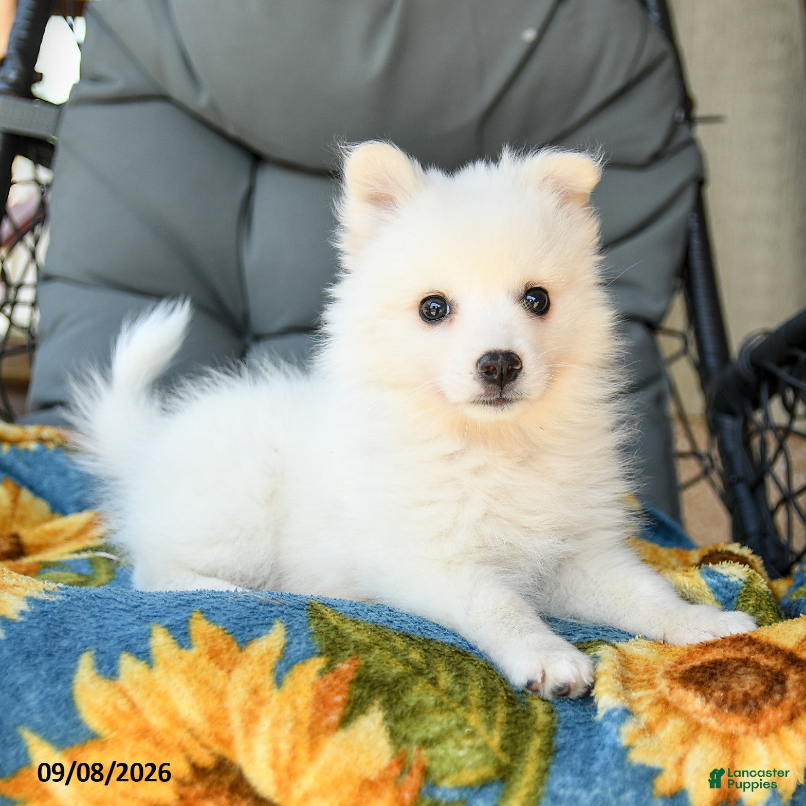 American Eskimo dogs Frida  - Ad 2