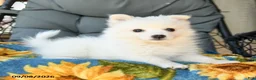 American Eskimo dogs for sale: Frida  - Ad 2