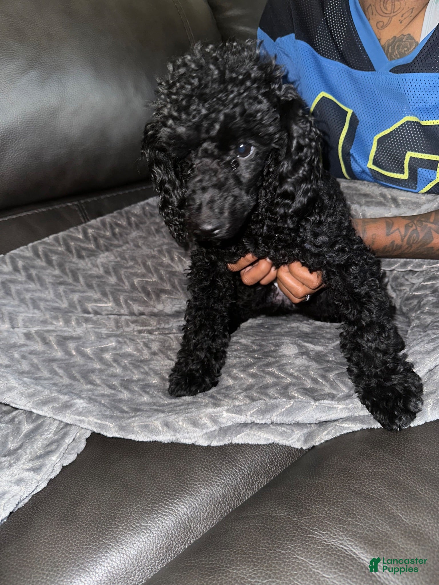 Toy Poodle dogs Batman - Ad 19