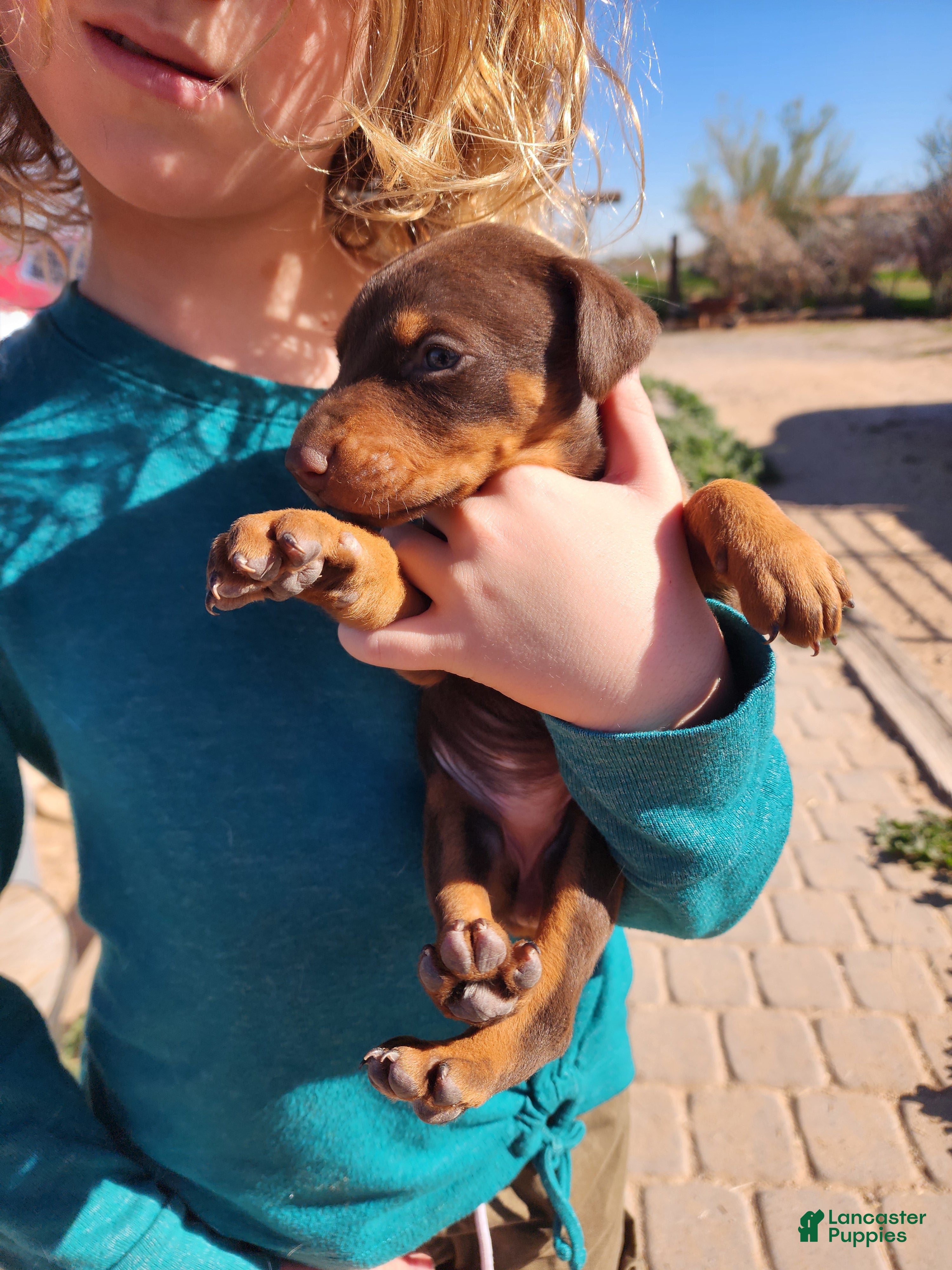 Doberman Pinscher dogs Poppy F1 - Ad 4