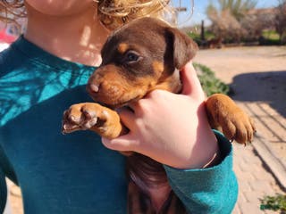 Doberman Pinscher dogs Poppy F1 - Ad 4