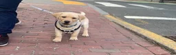 Labrador Retriever dogs for sale: Labrador Retriever Puppy 2 - Ad 9