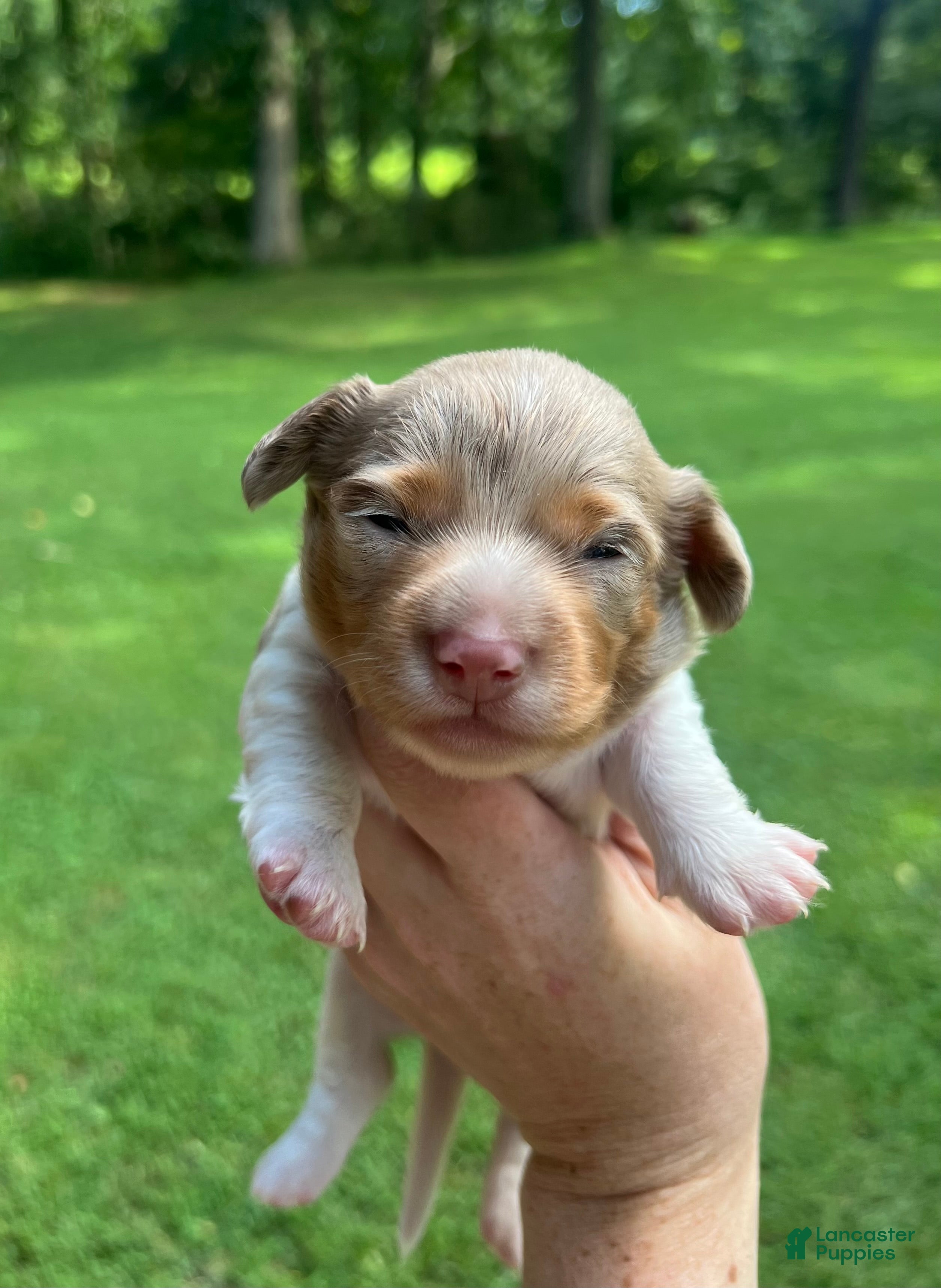Miniature Dachshund dogs Miniature Dachshund 2 - Ad 23