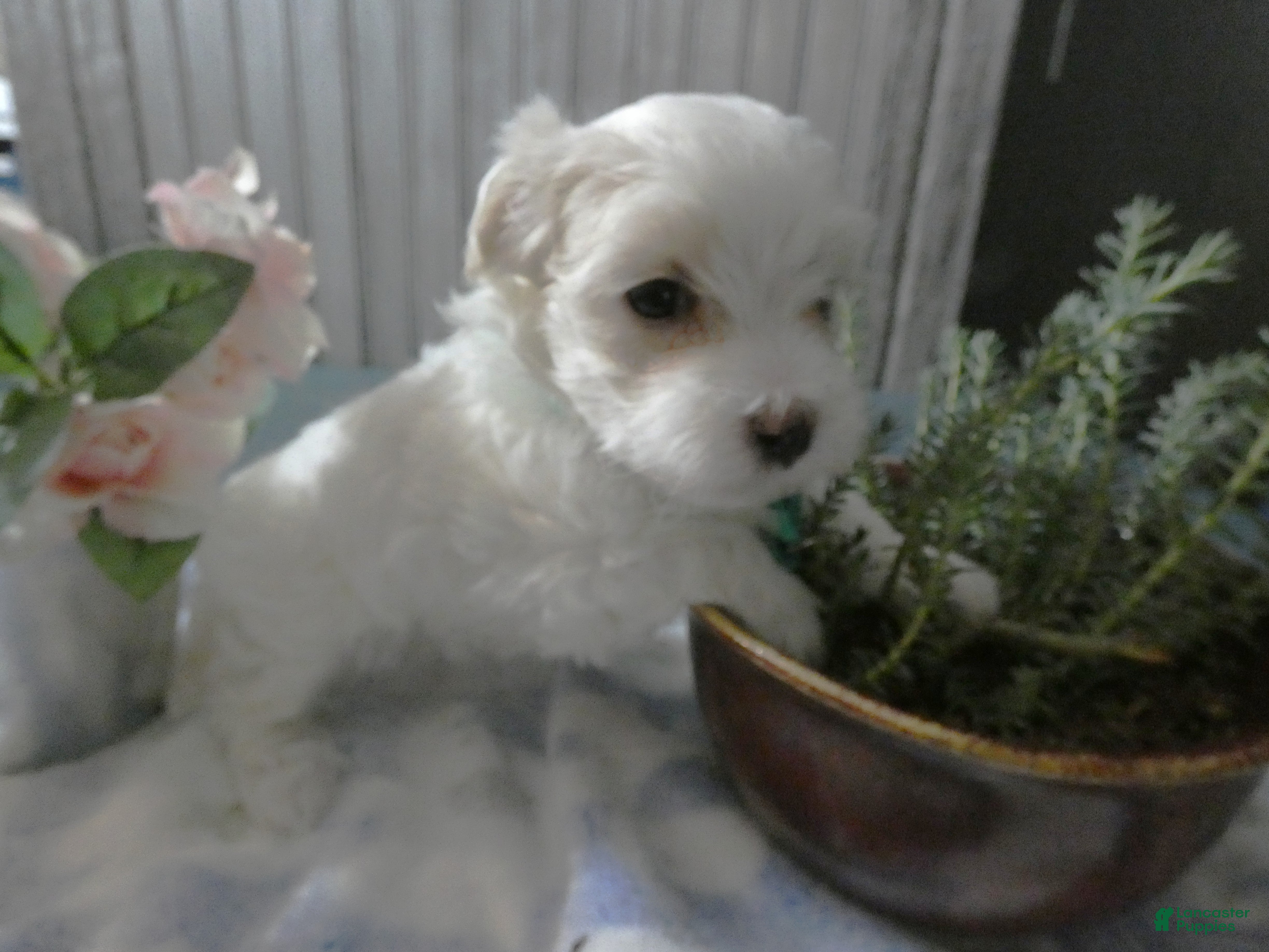 Maltipoo dogs Maltipoo Puppy 1 Cinderella - Ad 2