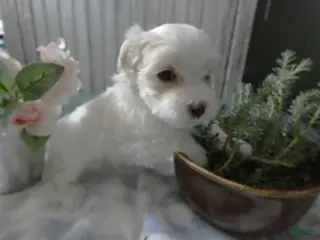 Maltipoo dogs Maltipoo Puppy 1 Cinderella - Ad 7