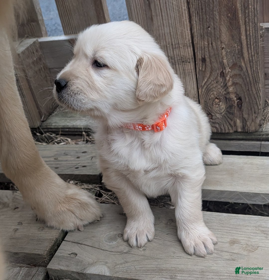 Golden Retriever dogs for sale: Daisy - Ad 5