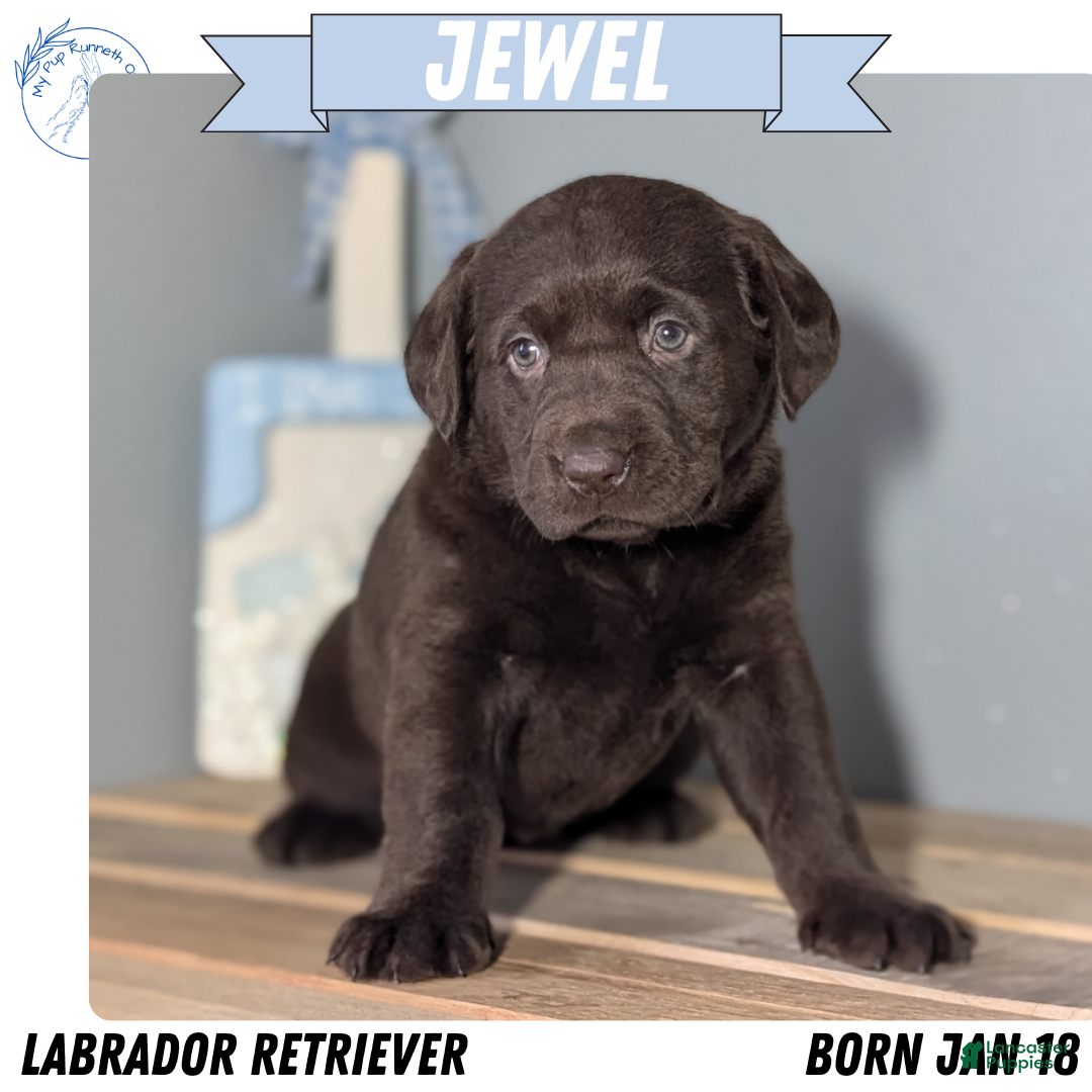 Labrador Retriever dogs Jewel - Ad 1
