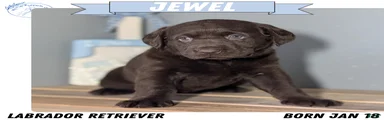 Jewel