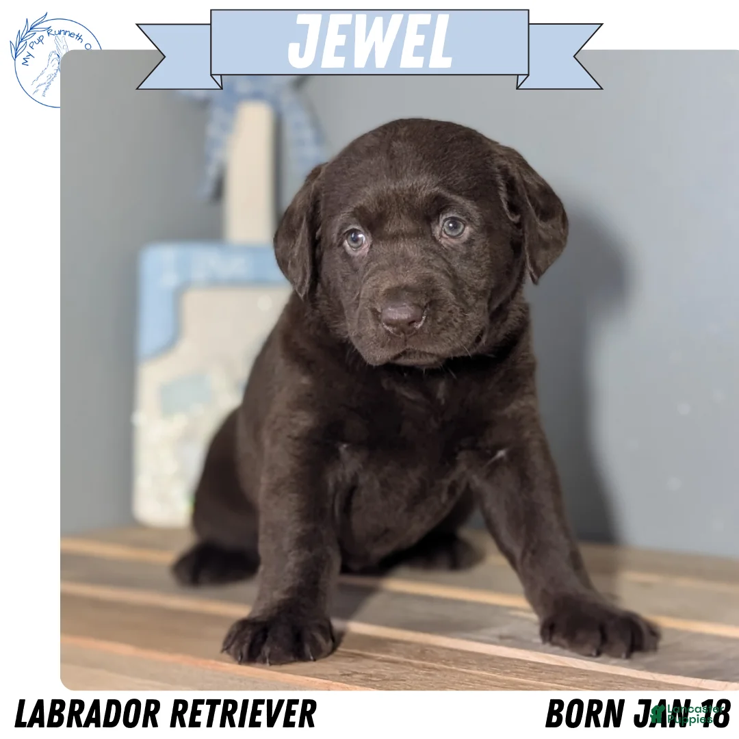 Labrador Retriever dogs for sale: Jewel - Ad 1