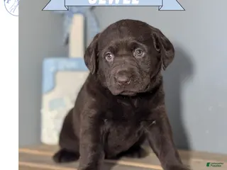 Labrador Retriever dogs for sale: Jewel - Ad 1