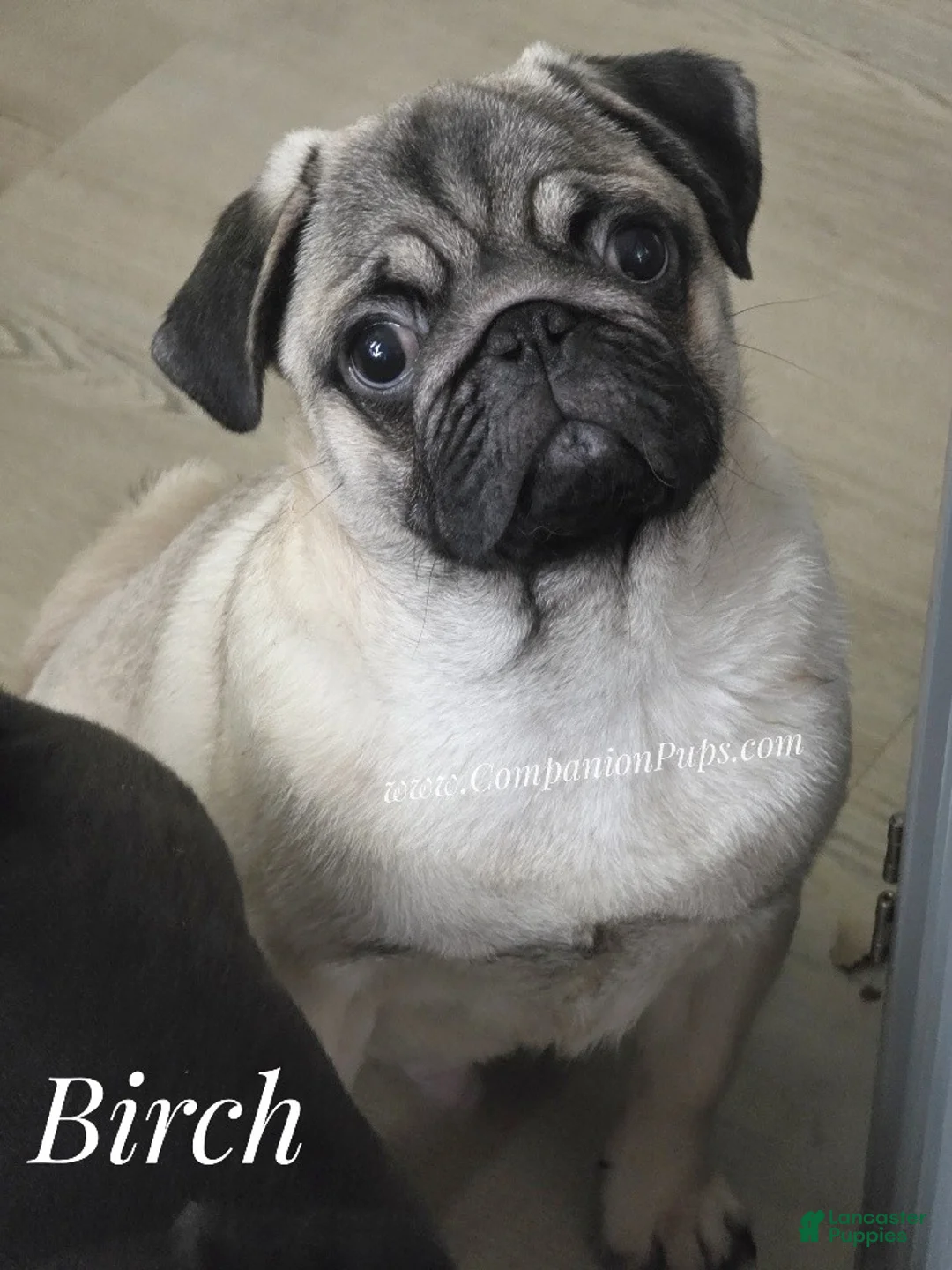 Pug dogs for sale: 15 pound Sweetheart - Birch - Skip Early Puppy Stage! - Ad 1
