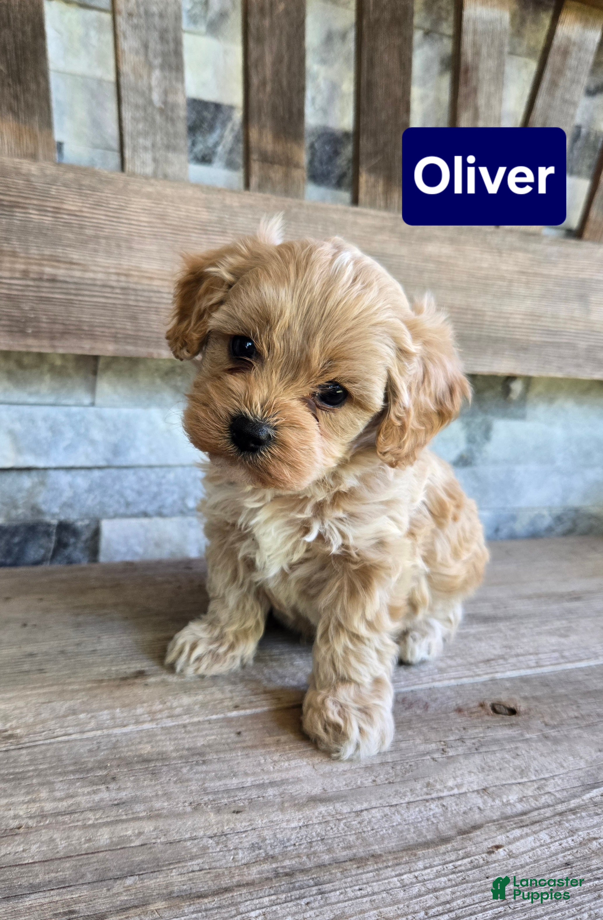 Cavapoo dogs Oliver - Ad 1