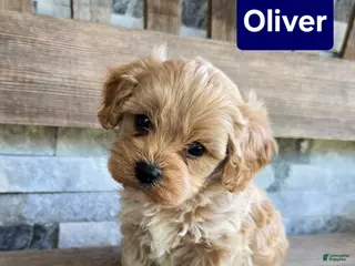 Cavapoo dogs for sale: Oliver - Ad 4