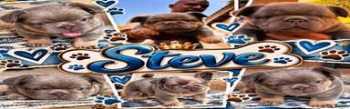 French Bulldog 3